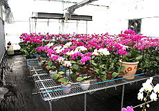 SP-06溫室植床設施系統