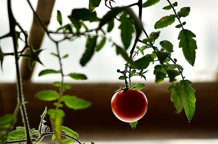 協錱園藝設計有限公司